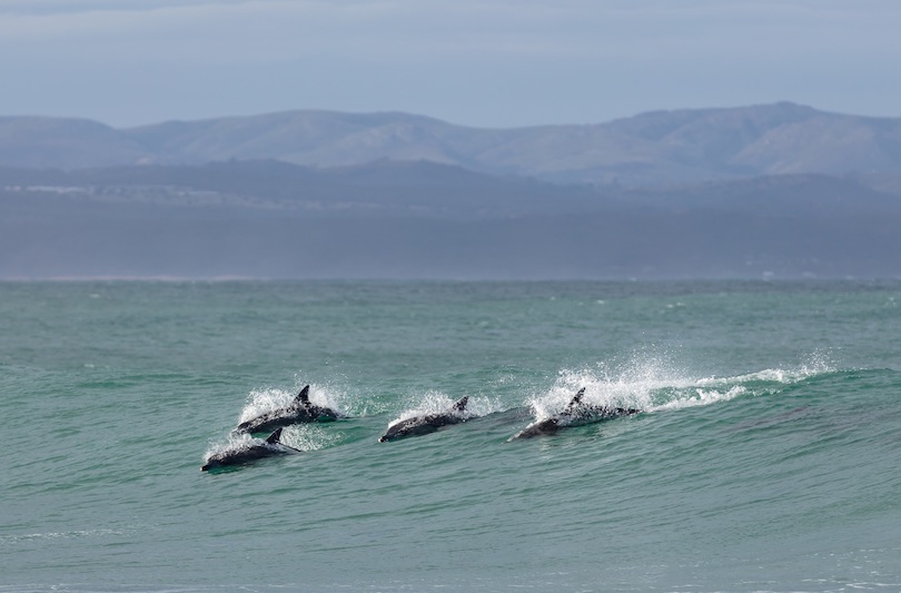 Playa de los delfines