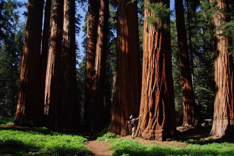Parques nacionales Sequoia y Kings Canyon