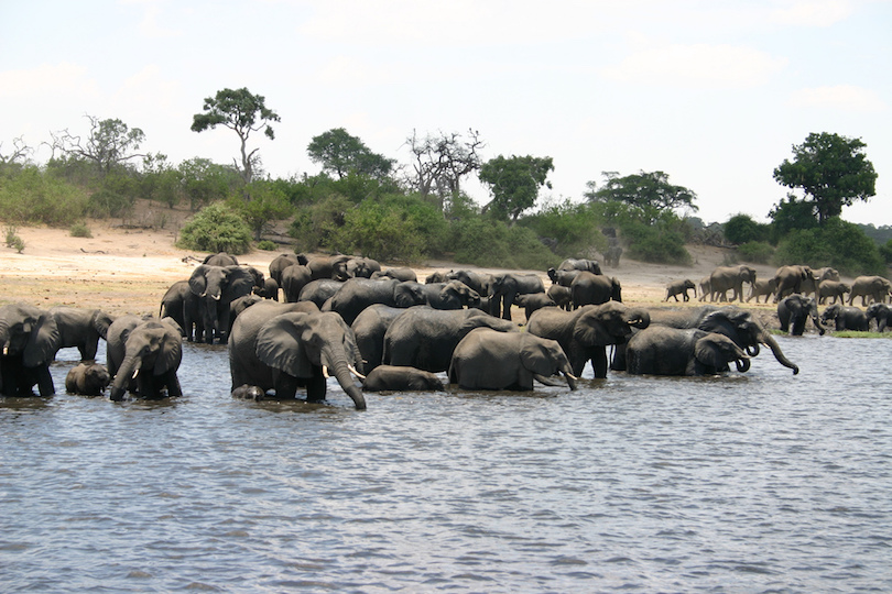 Parque Nacional Chobe