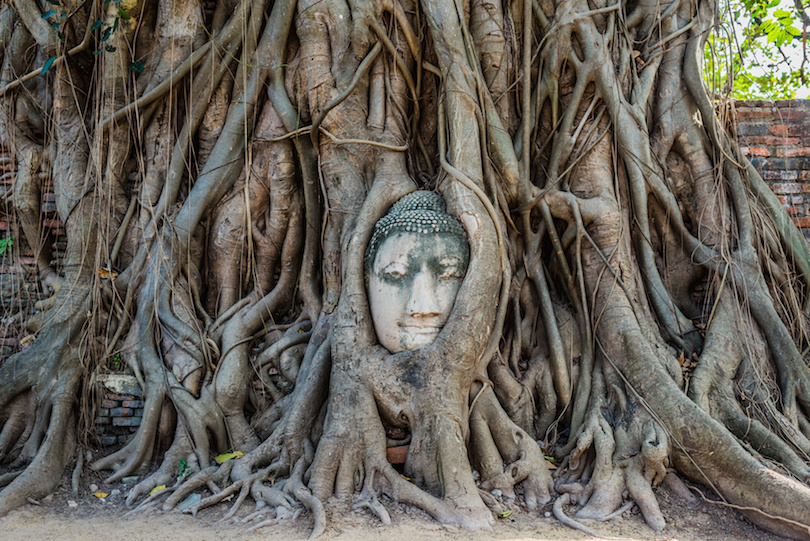 Cabeza de Buda de Ayutthaya