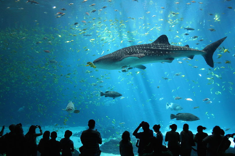 #1 of Largest Aquariums In The World