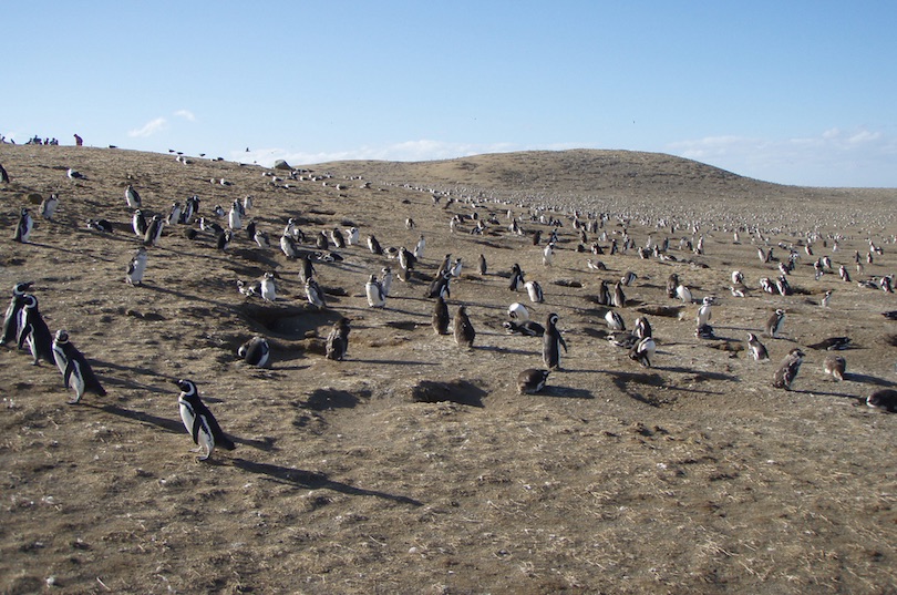 Monumento Natural Los Pinguinos