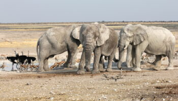 Etosha National Park