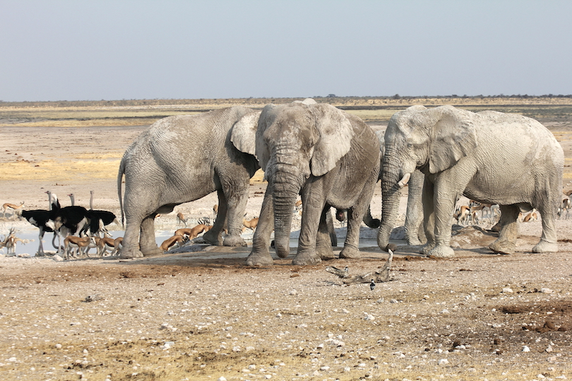 Etosha National Park