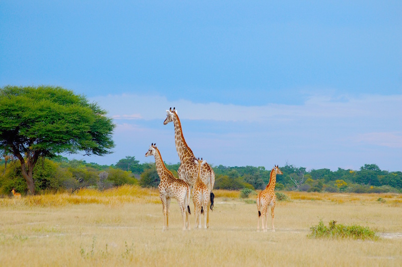 Hwange National Park