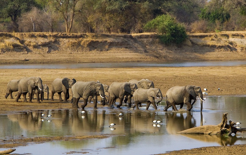 South Luangwa National Park