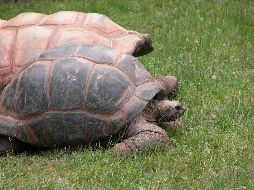 Aldabra