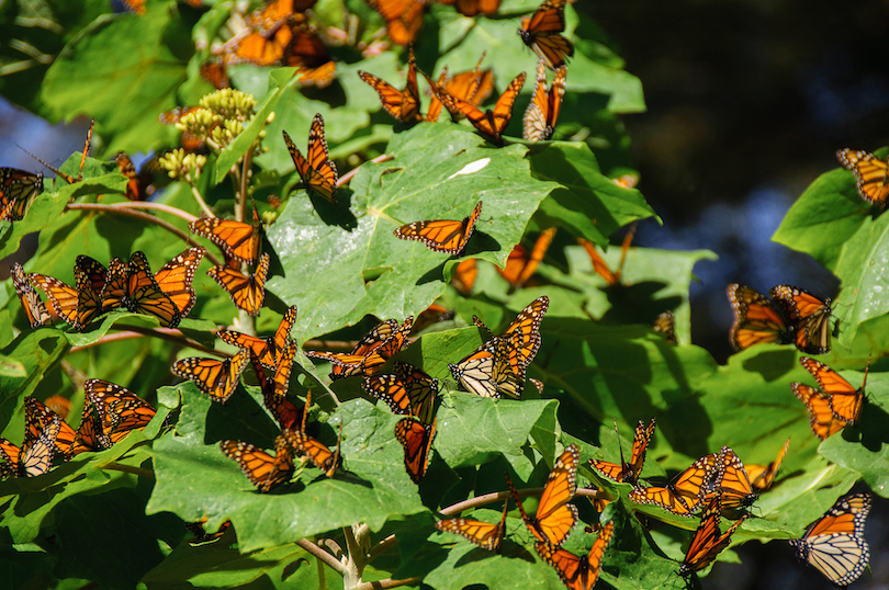 Monarch Butterfly Biosphere Reserve