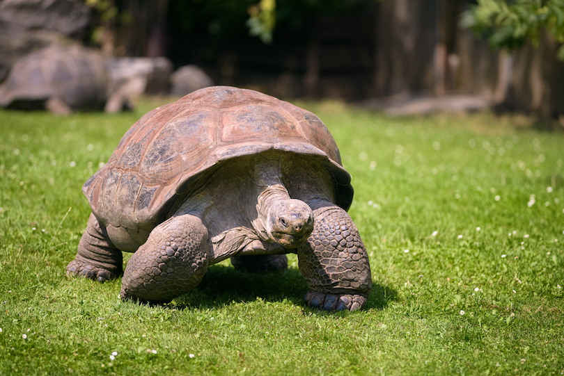 Aldabra