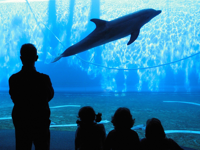 Aquarium of Genoa