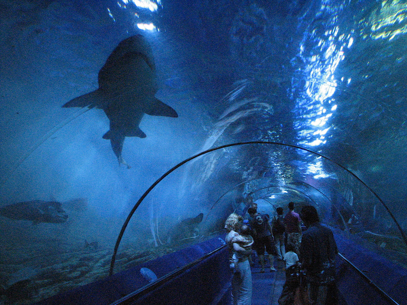 silke momentum klog 10 Largest Aquariums in the World (with Photos) - Touropia