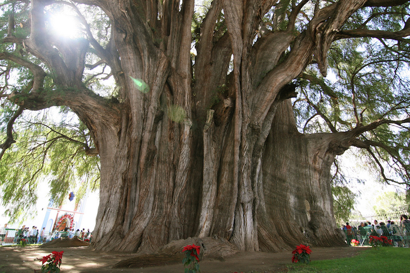 Arbol del Tule