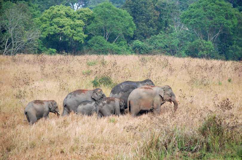 Khao Yai National Park