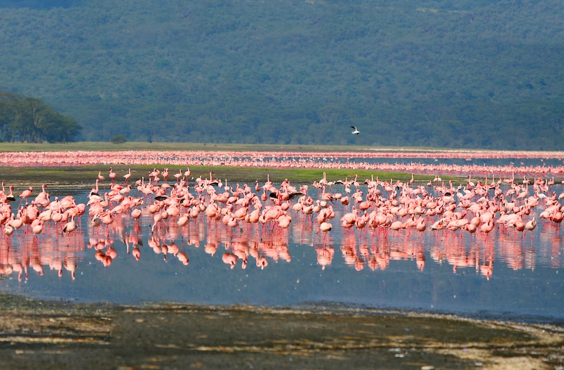 Lake Nakuru