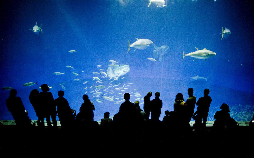 krullen pindas trui 10 Largest Aquariums in the World (with Photos) - Touropia