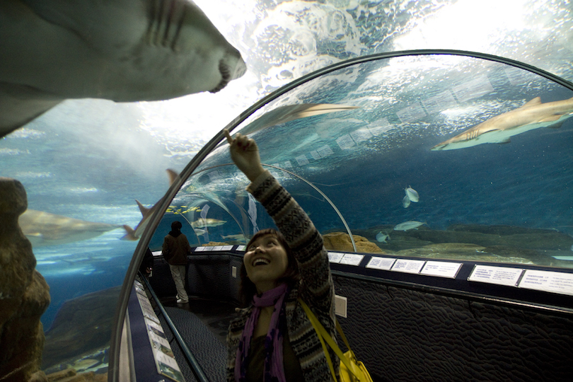 Shanghai Ocean Aquarium