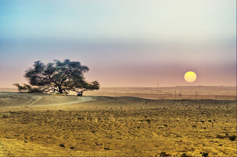 Tree of Life