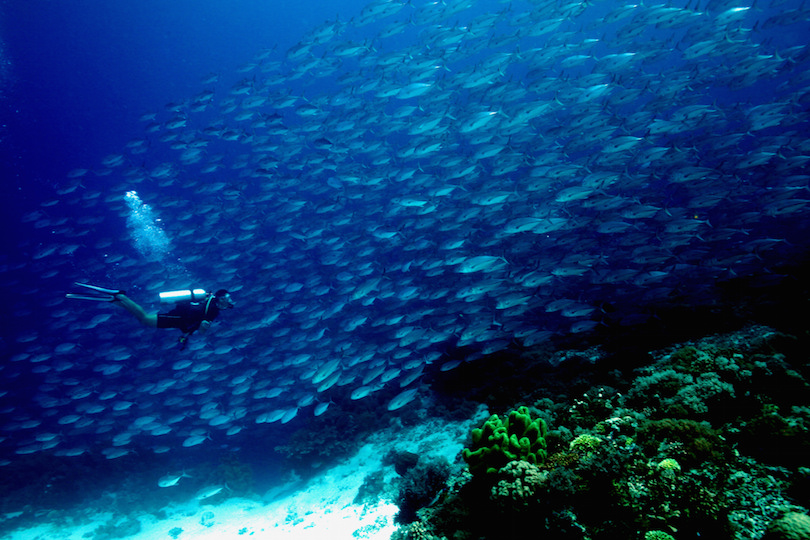 Tubbataha Reef