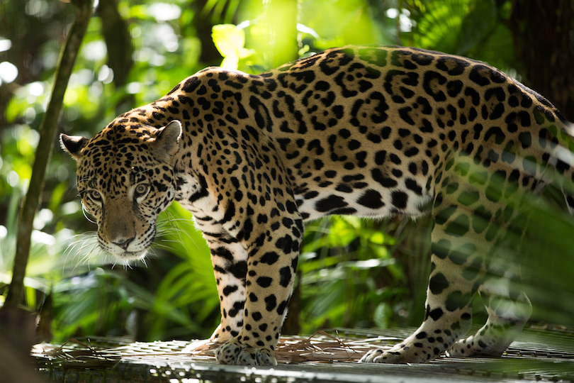 Belize Zoo