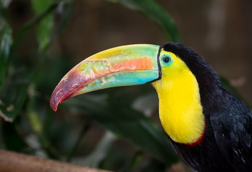 Belize Zoo