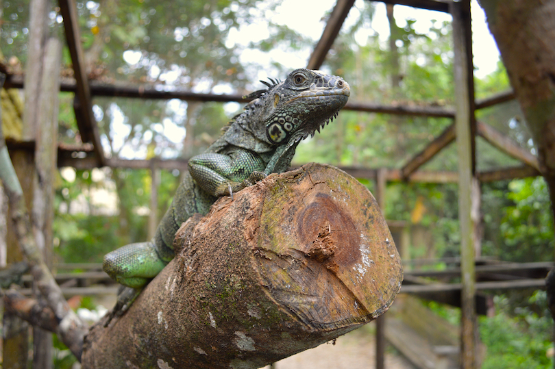 Iguana Conservation Project