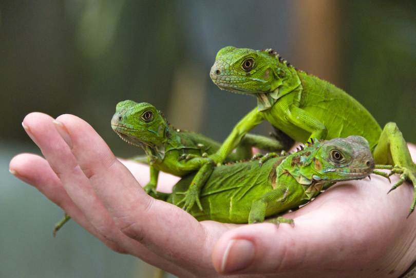 Iguana Conservation Project