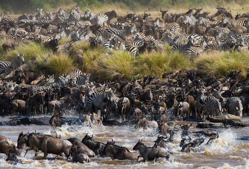 Serengeti Migration