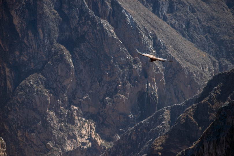 travel sites in peru Colca Canyon