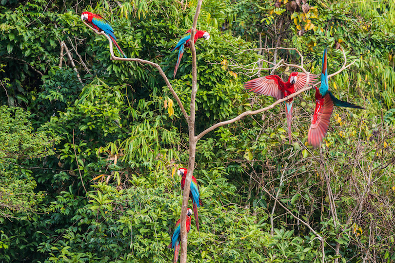 travel sites in peru Manu National Park