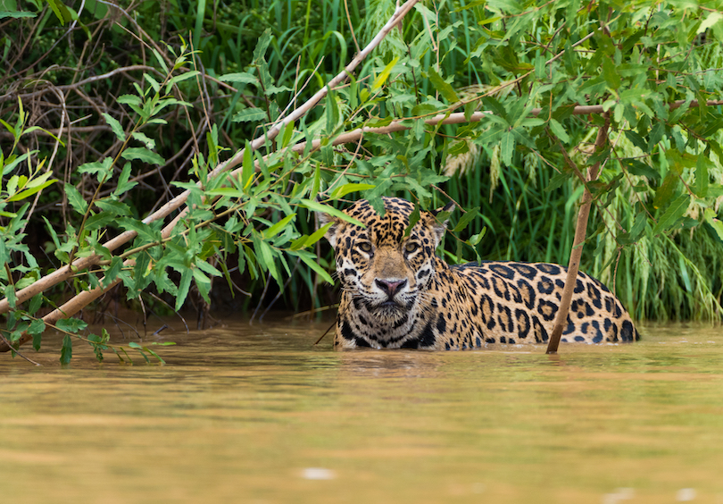 Pantanal