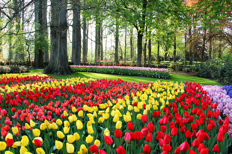 Keukenhof Gardens