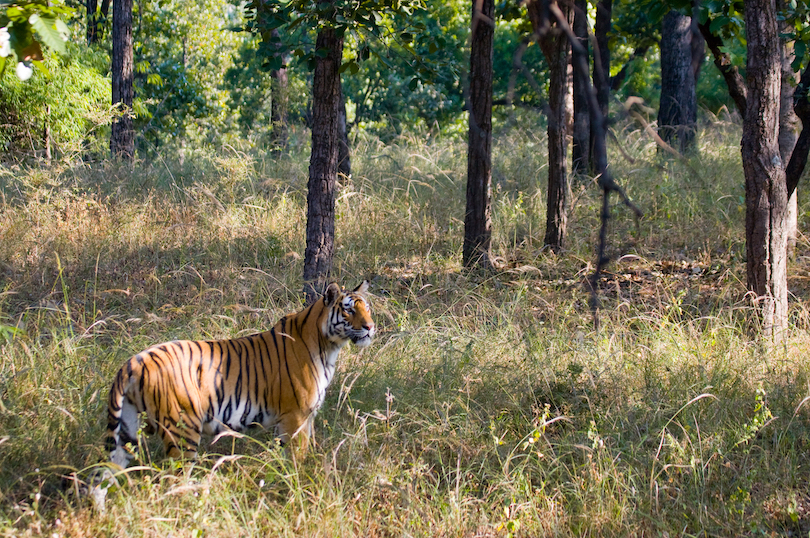 Bandhavgarh National Park