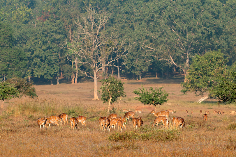 Kanha National Park