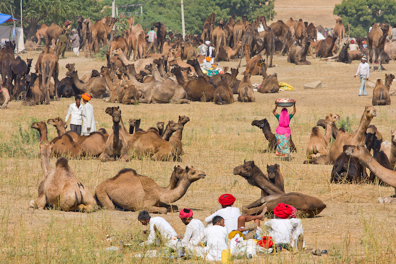 Pushkar Camel Fair