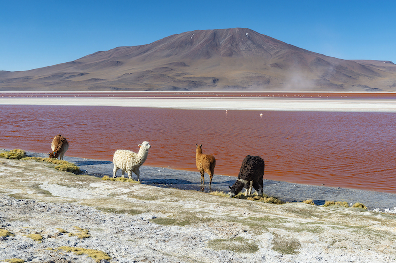 Laguna Colorada