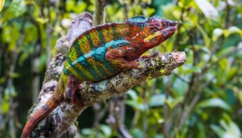 mongolia travel brochure Things to do in Madagascar