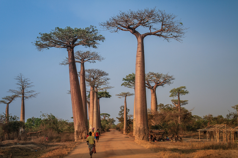 Avenue of the Baobab