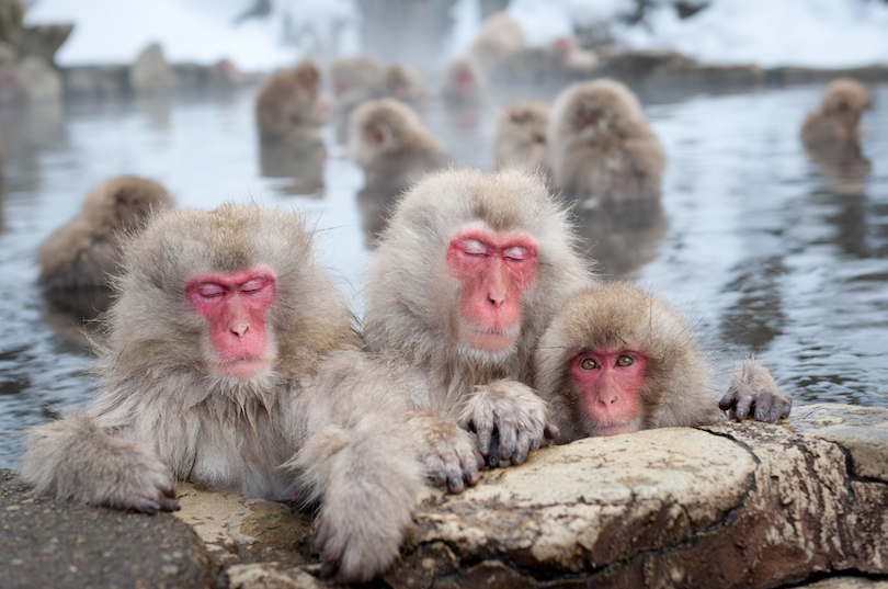 Jigokudani Monkey Park