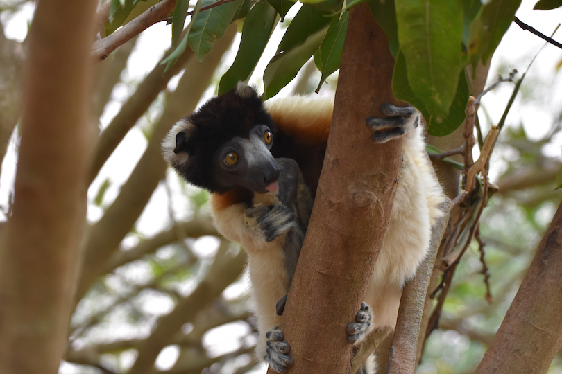 Lemurs' Park in Antananarivo