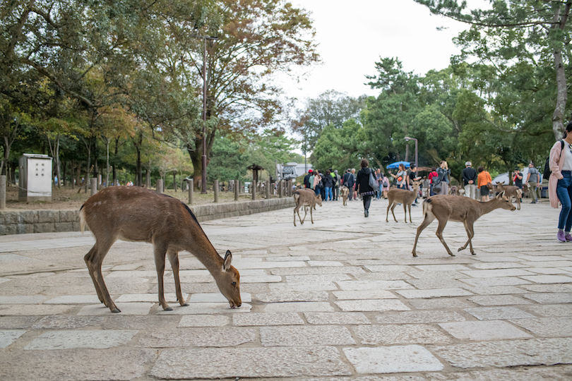 Nara Park