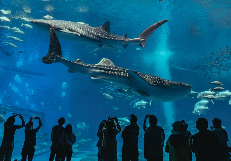 Okinawa Churaumi Aquarium