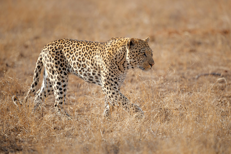 best tourist city in south africa Sabi Sands Game Reserve