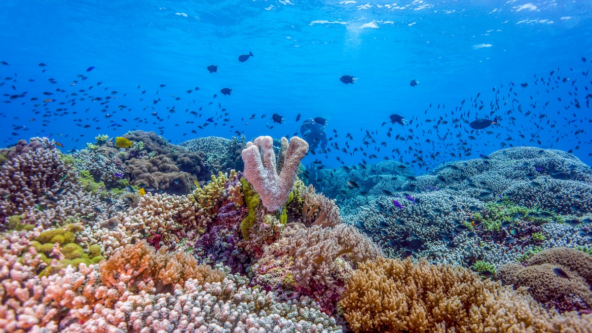 Tubbataha Reef