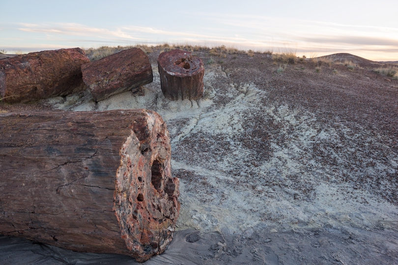 Petrified Forest National Park