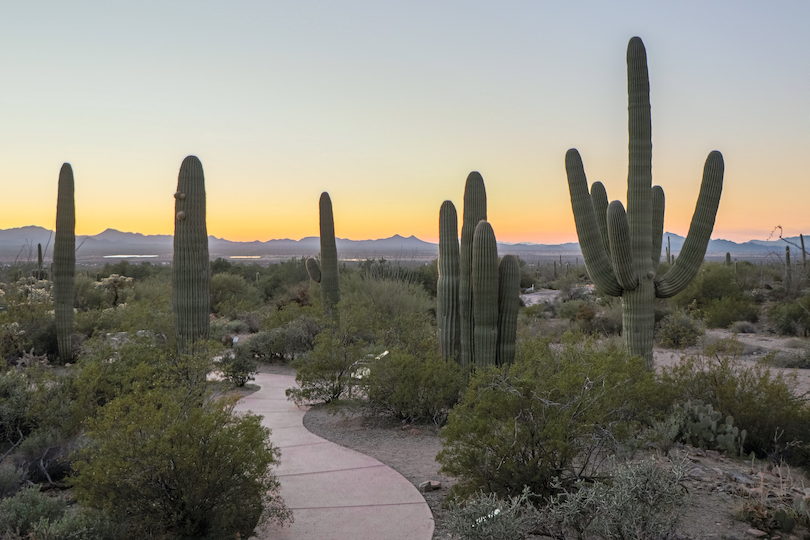 Saguaro National Park