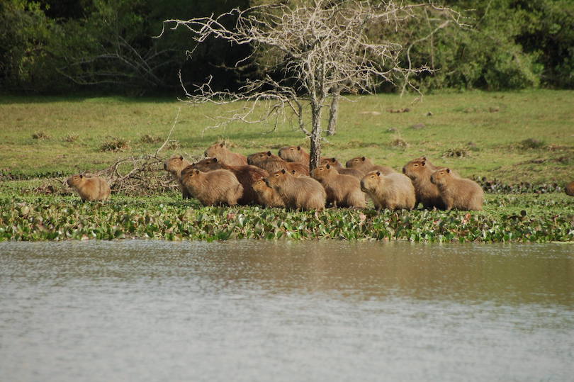 Ibera Wetlands