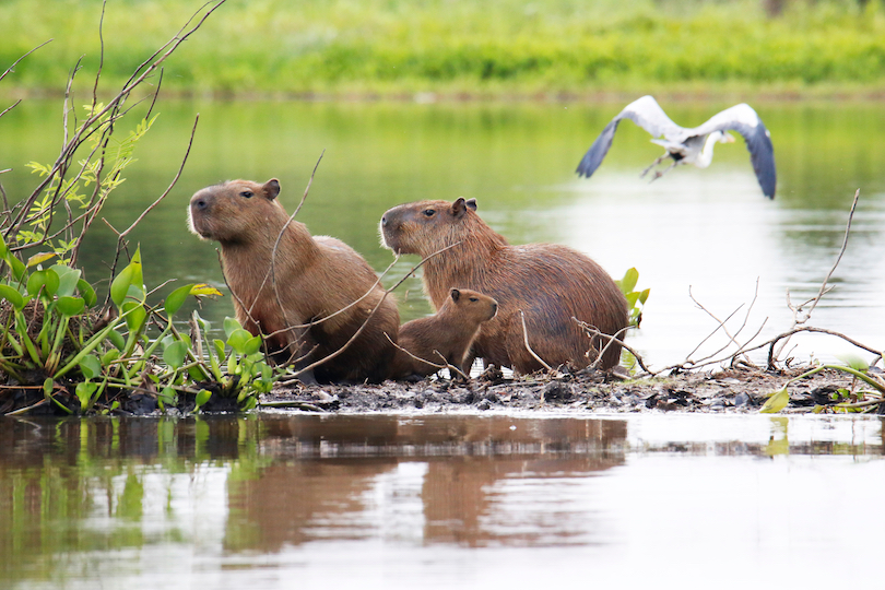 travel destinations in brazil Capybara