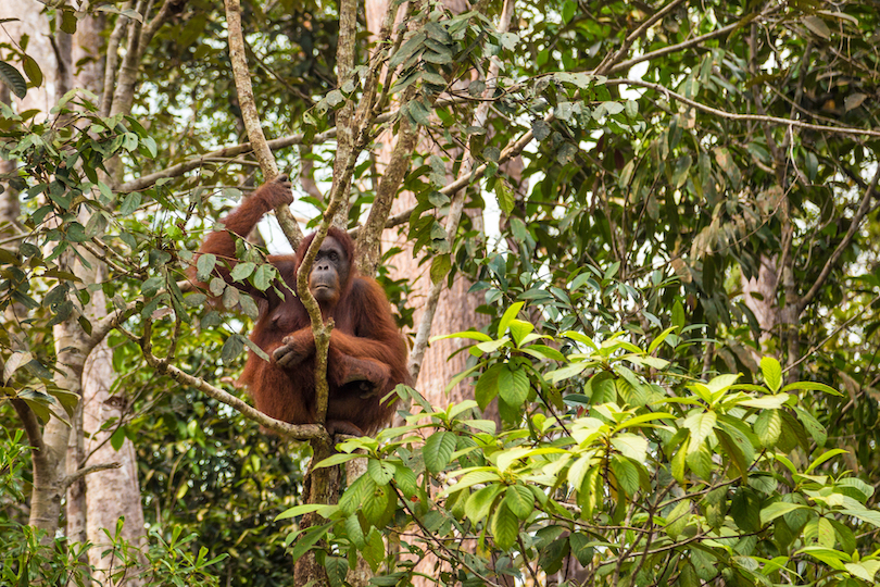 Wild orangutan