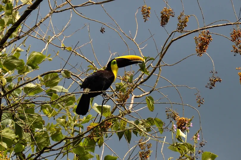 Corcovado National Park
