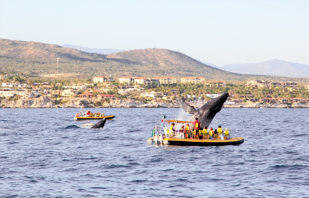 Los Cabos